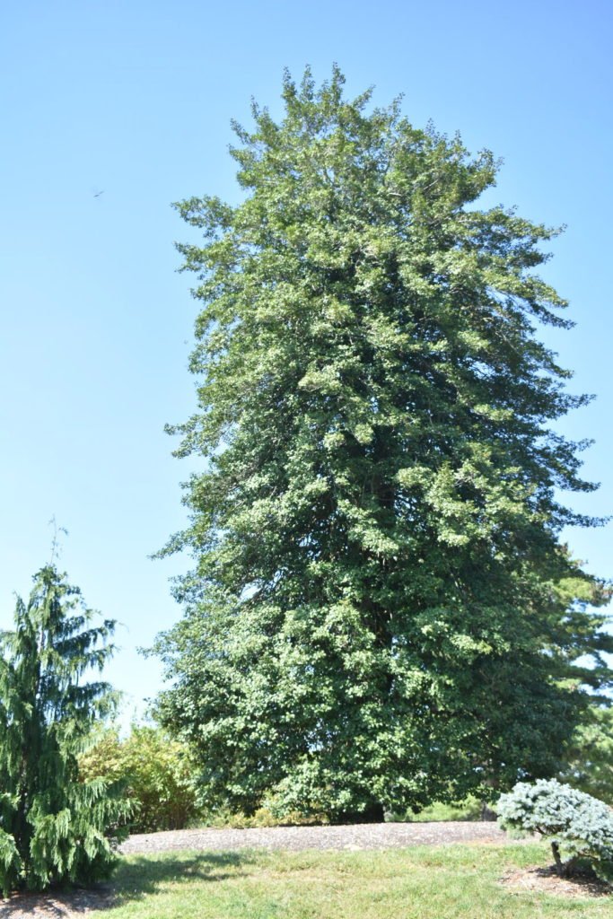 American Holly at Medford Leas