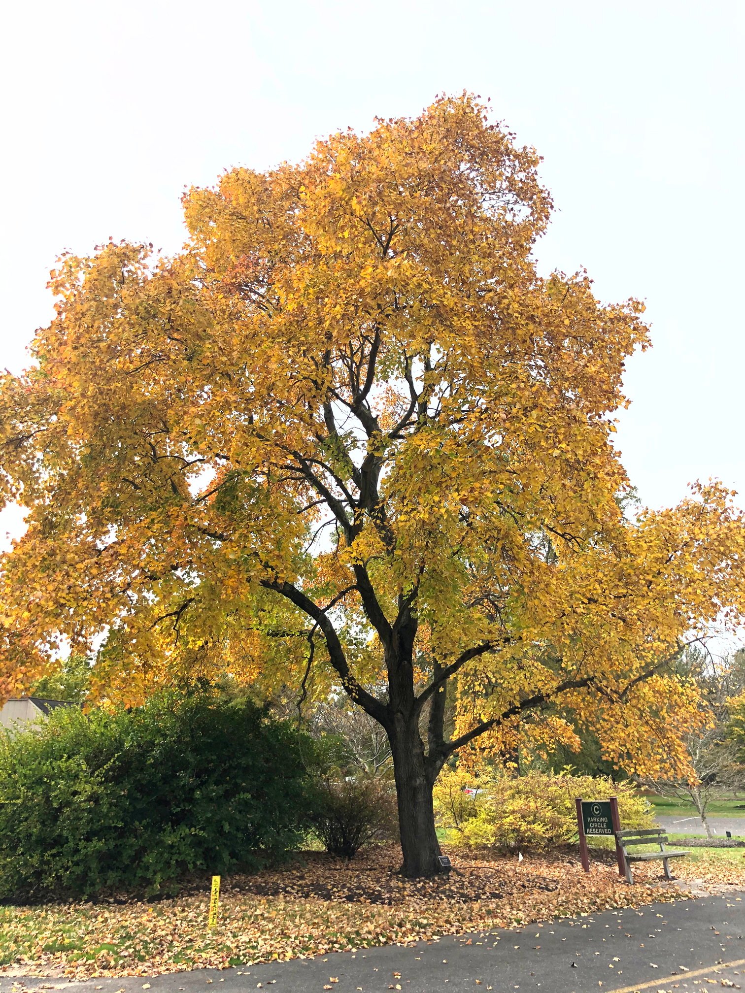 November 1, 2019 — October Glory