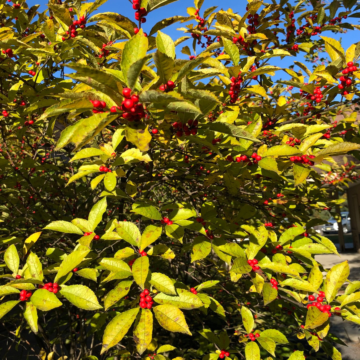 October 25, 2019 – Winterberry