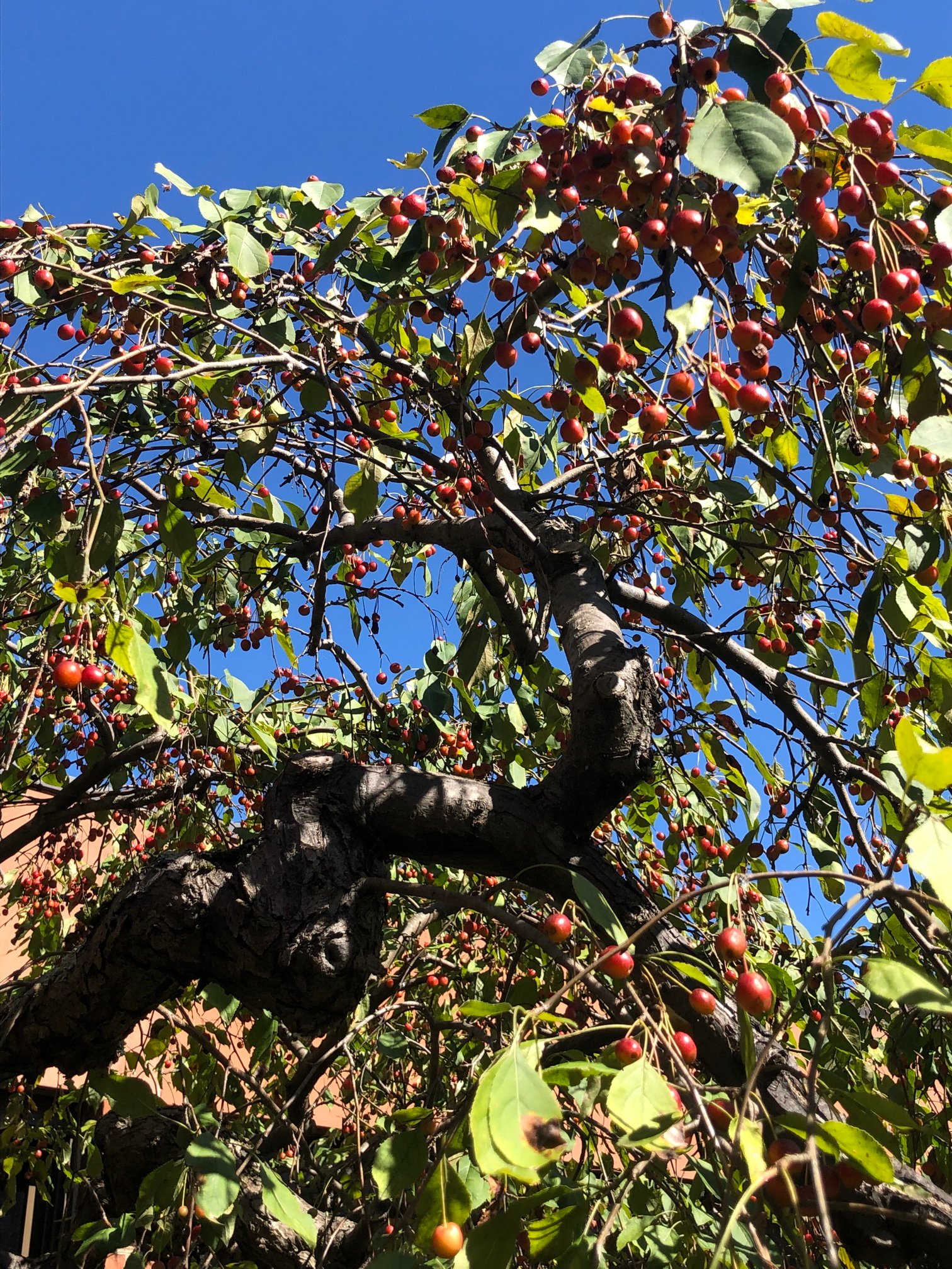 October 11, 2019 – Red Jade