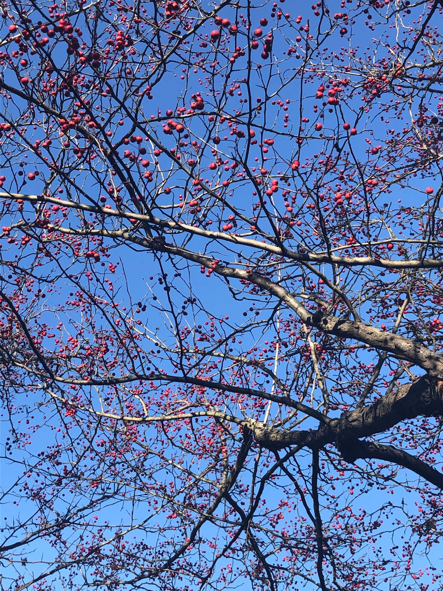 November 29, 2019 – Winter King Hawthorn