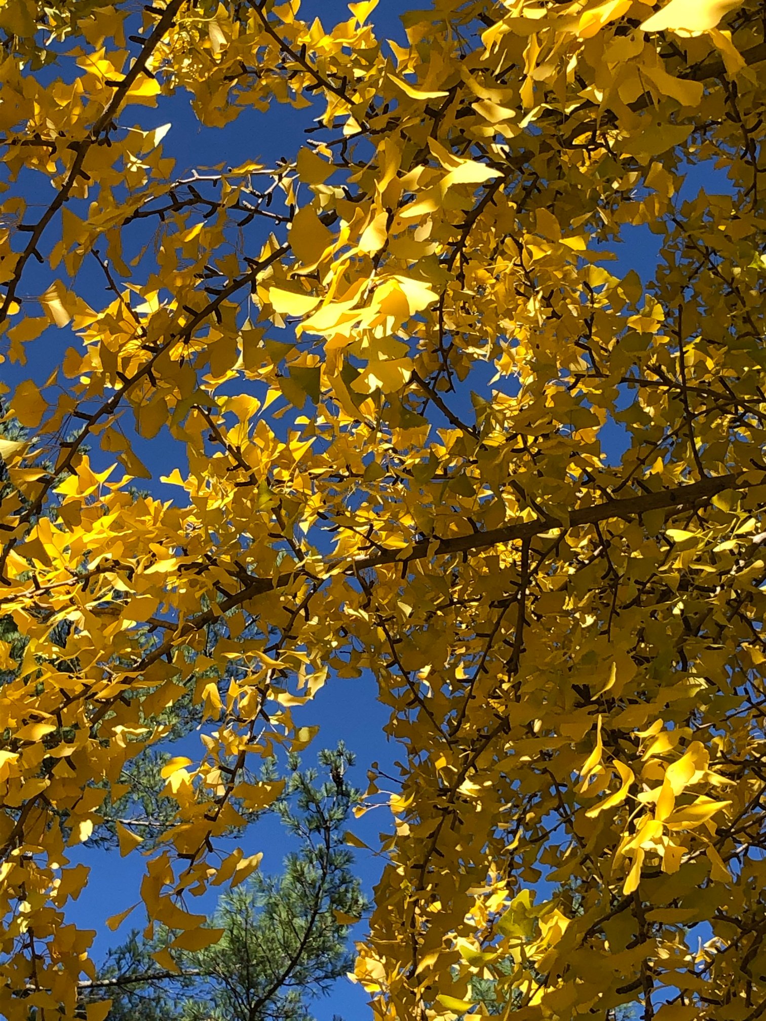November 8, 2019 – Gingko Gold