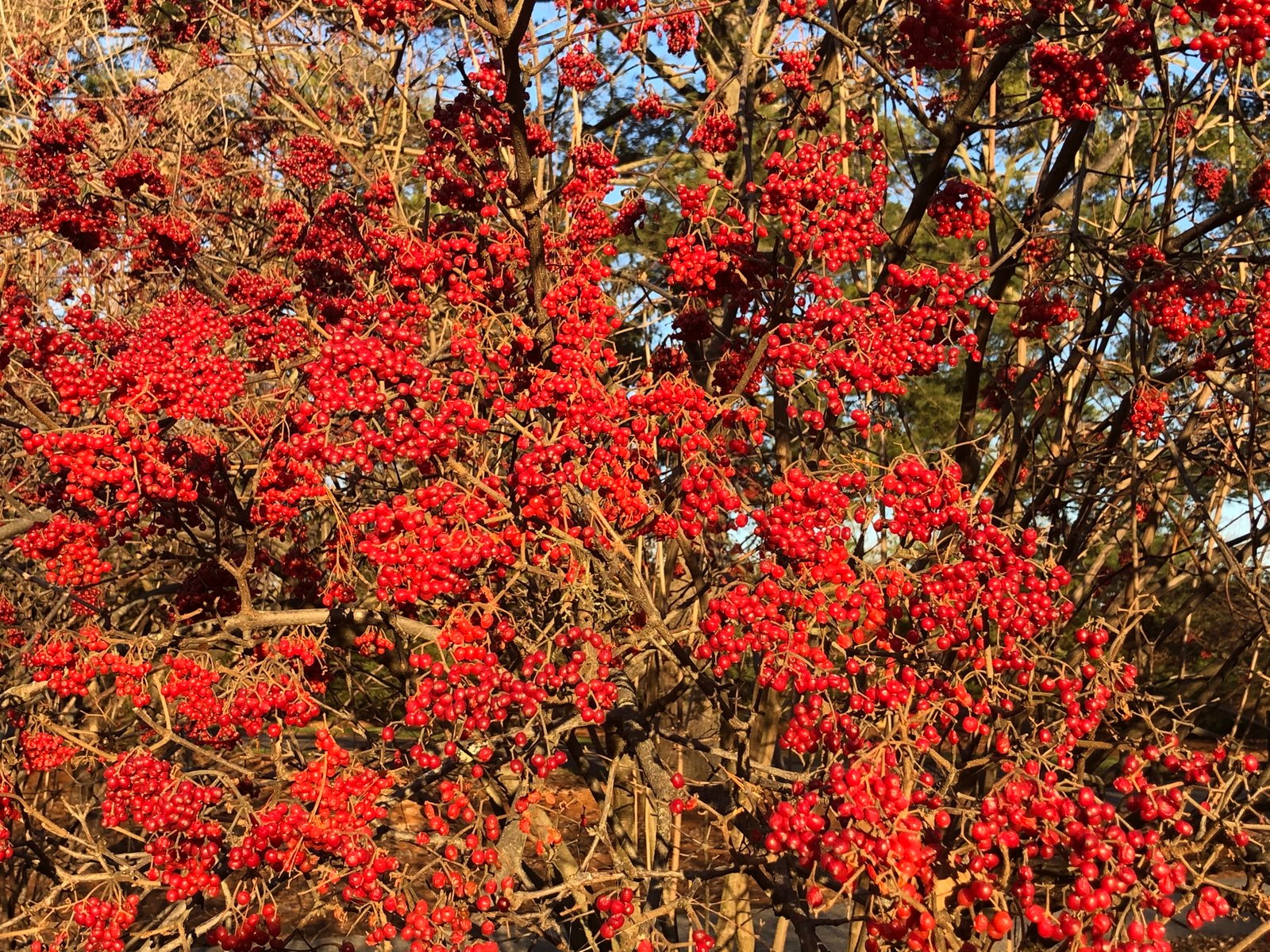 December 27, 2019 – Linden viburnum