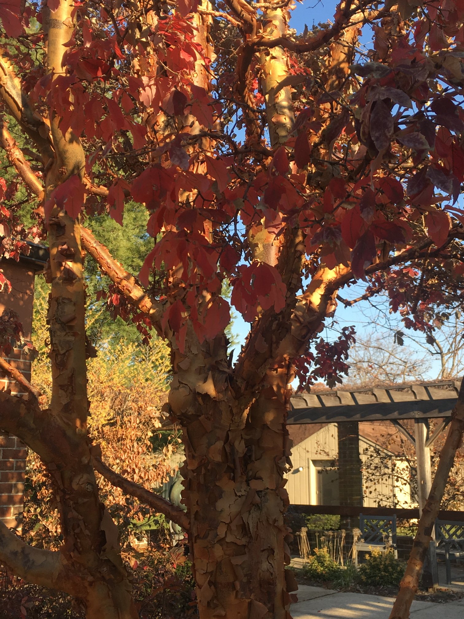 December 13, 2019 – Paperbark maple