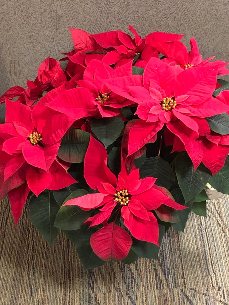 Poinsettia