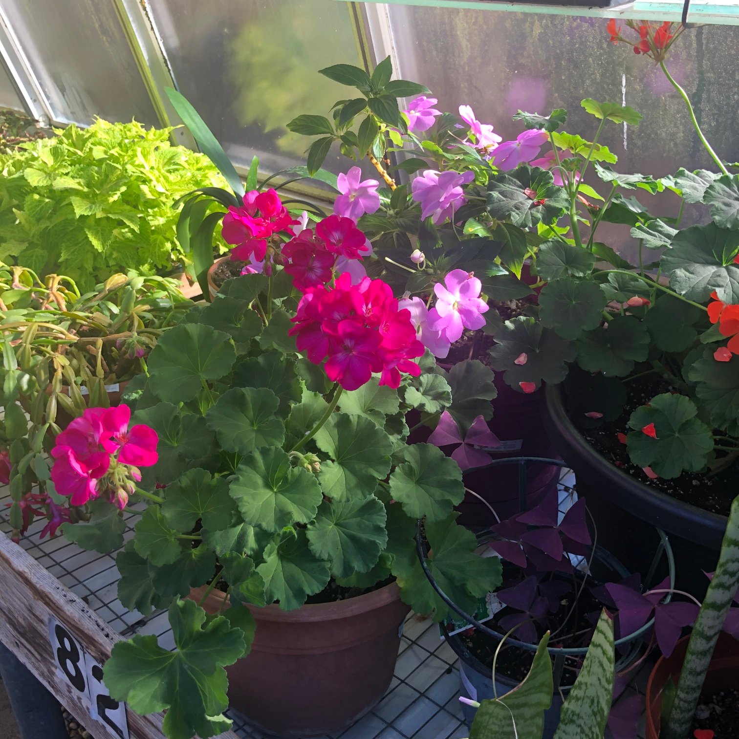 January 24, 2020 – Haddon Greenhouse