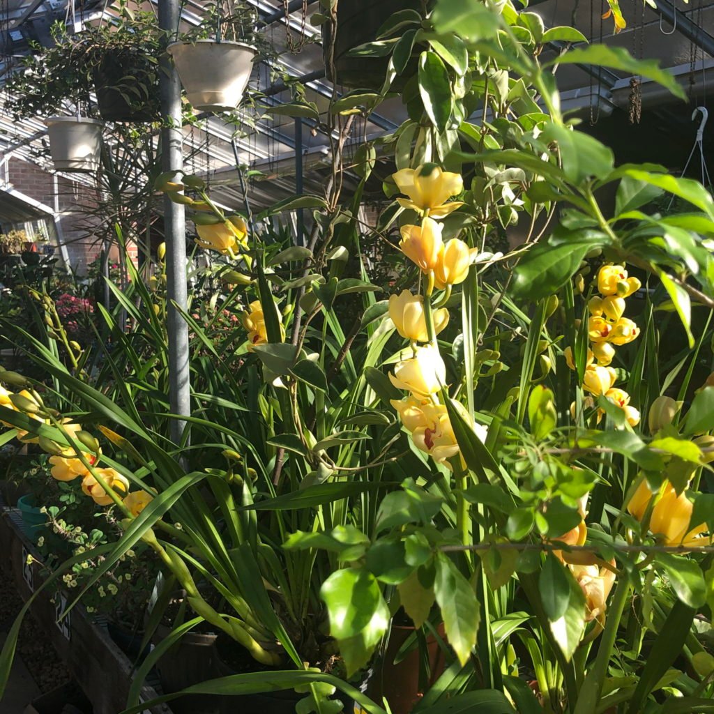 Haddon Greenhouse
