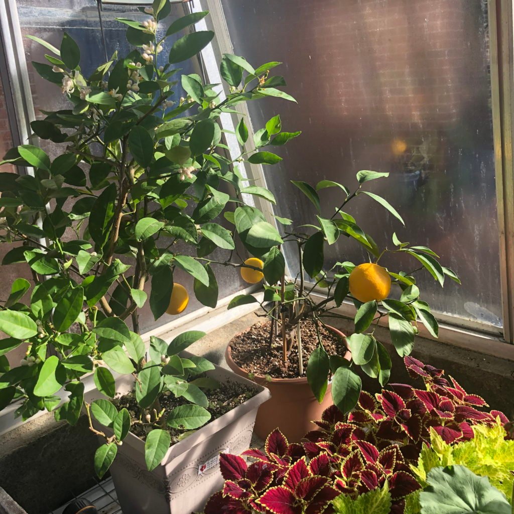 Haddon Greenhouse