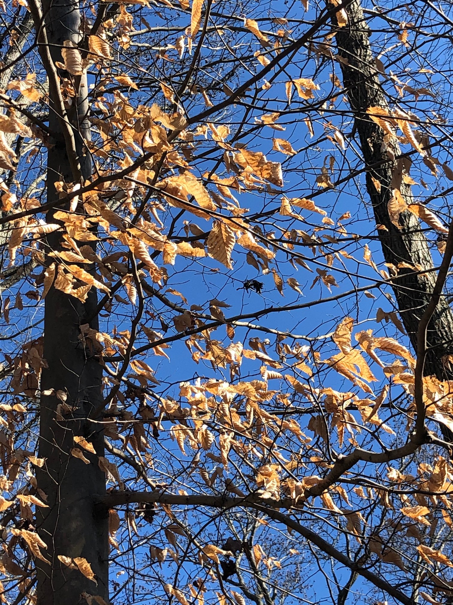 February 21, 2020 – American Beech
