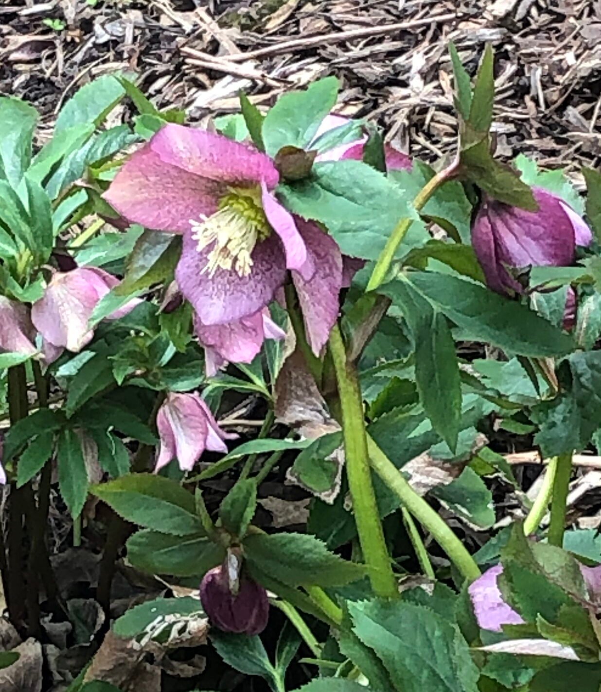 Febreuary 28, 2020 – Hellebore