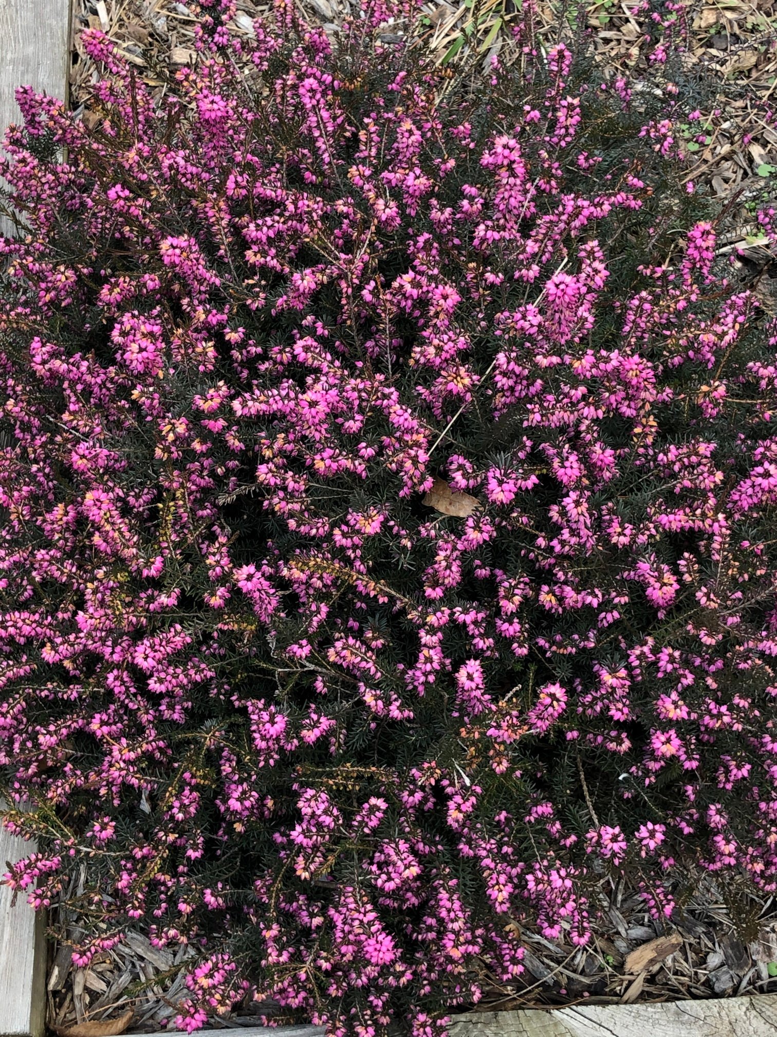 February 7, 2020 – Erica