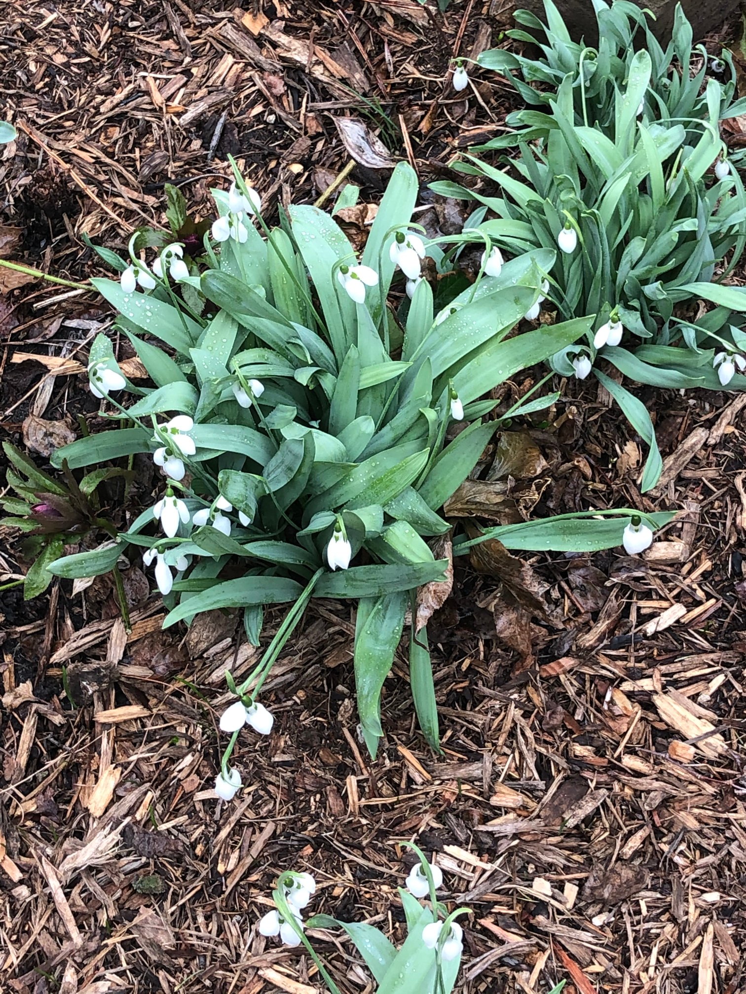 February 14, 2020 – Snowdrops