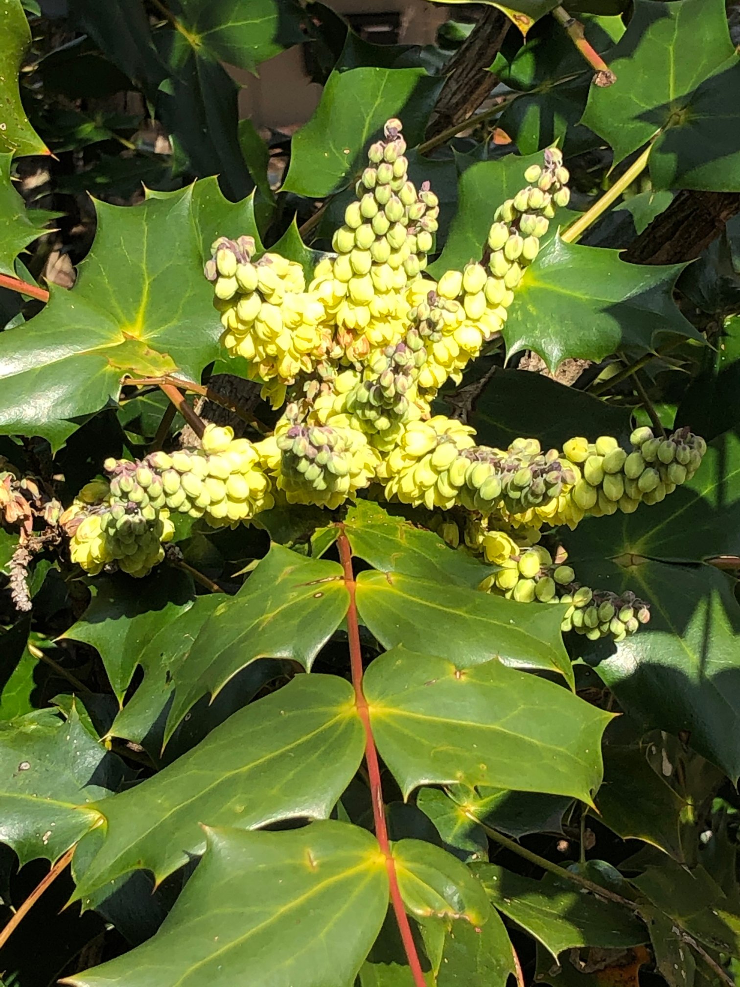March 6, 2020 – Leatherleaf Mahonia