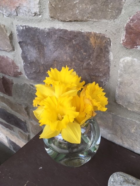 April 10, 2020 – Surprise Daffodils