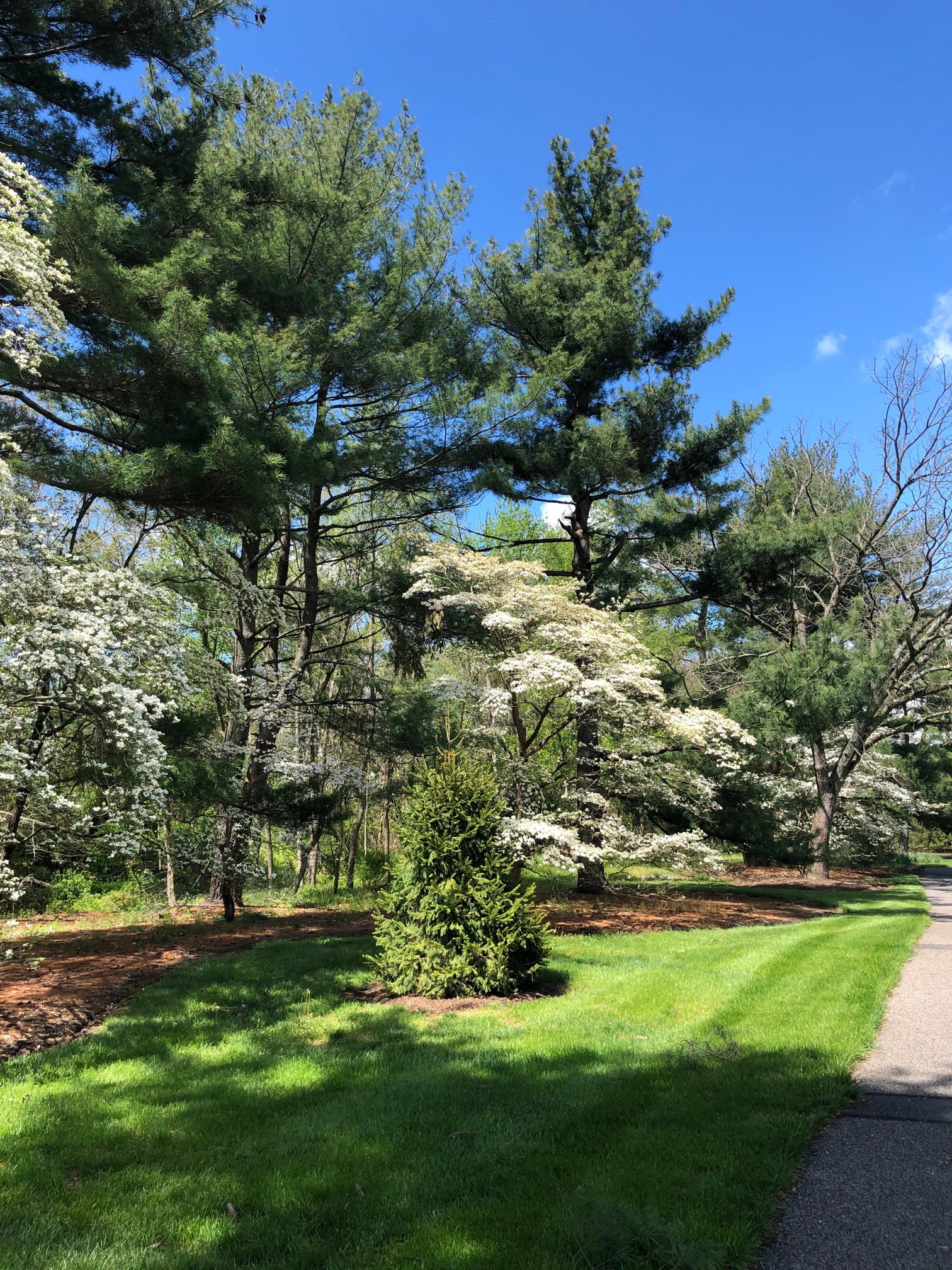 May 8, 2020 – Dogwoods