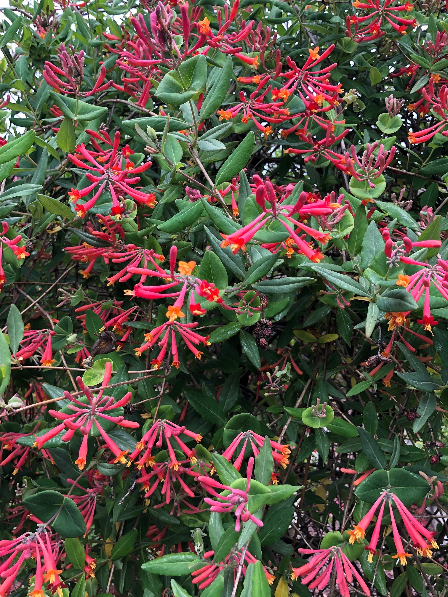 May 22, 2020 – Native Honeysuckle