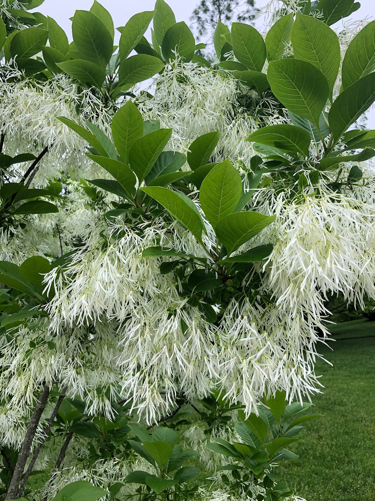 May 17, 2024 – Chionanthus virginicus