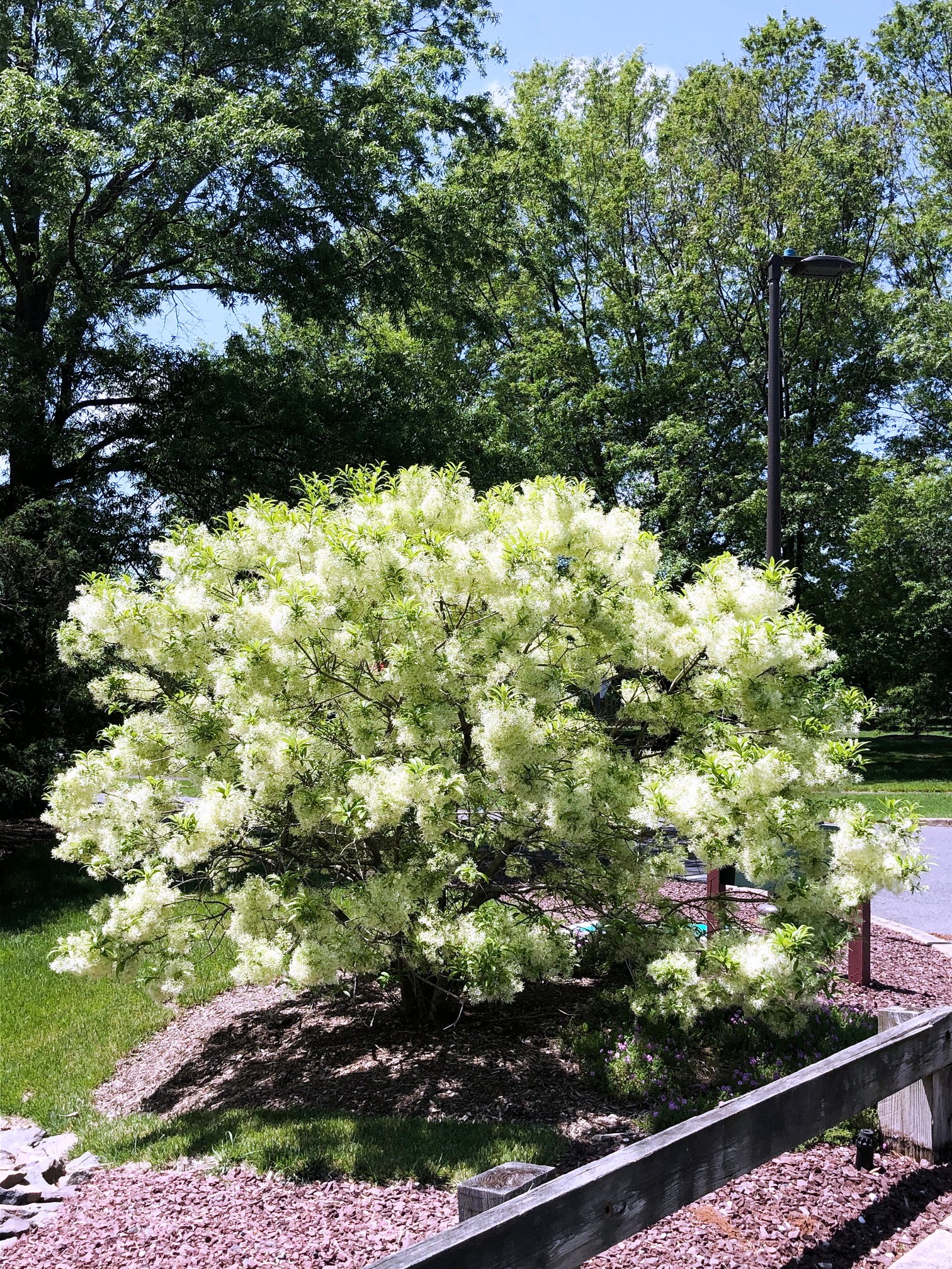 May 29, 2020 – Fringetree