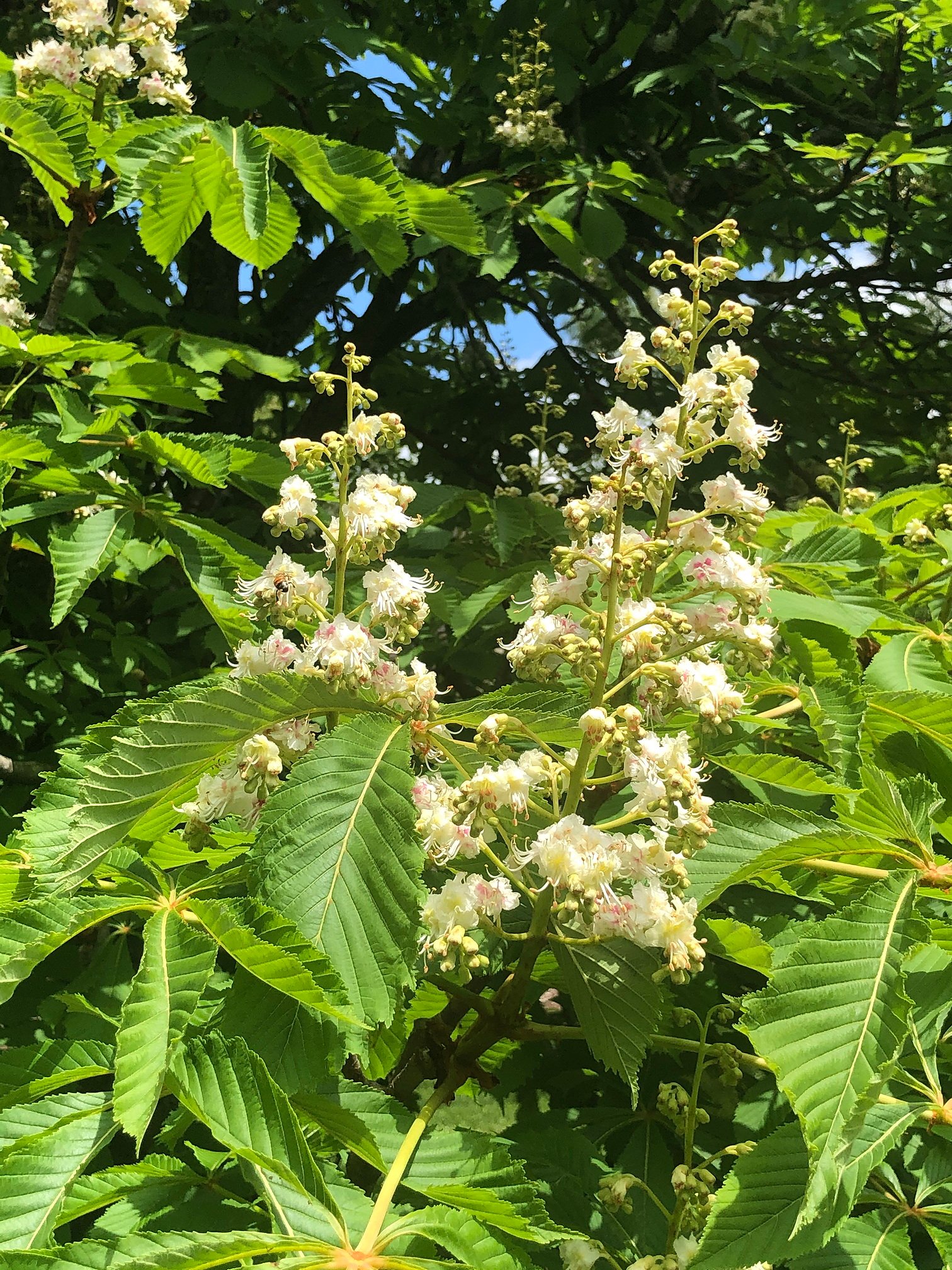 May 15, 2020 – Horse Chestnut