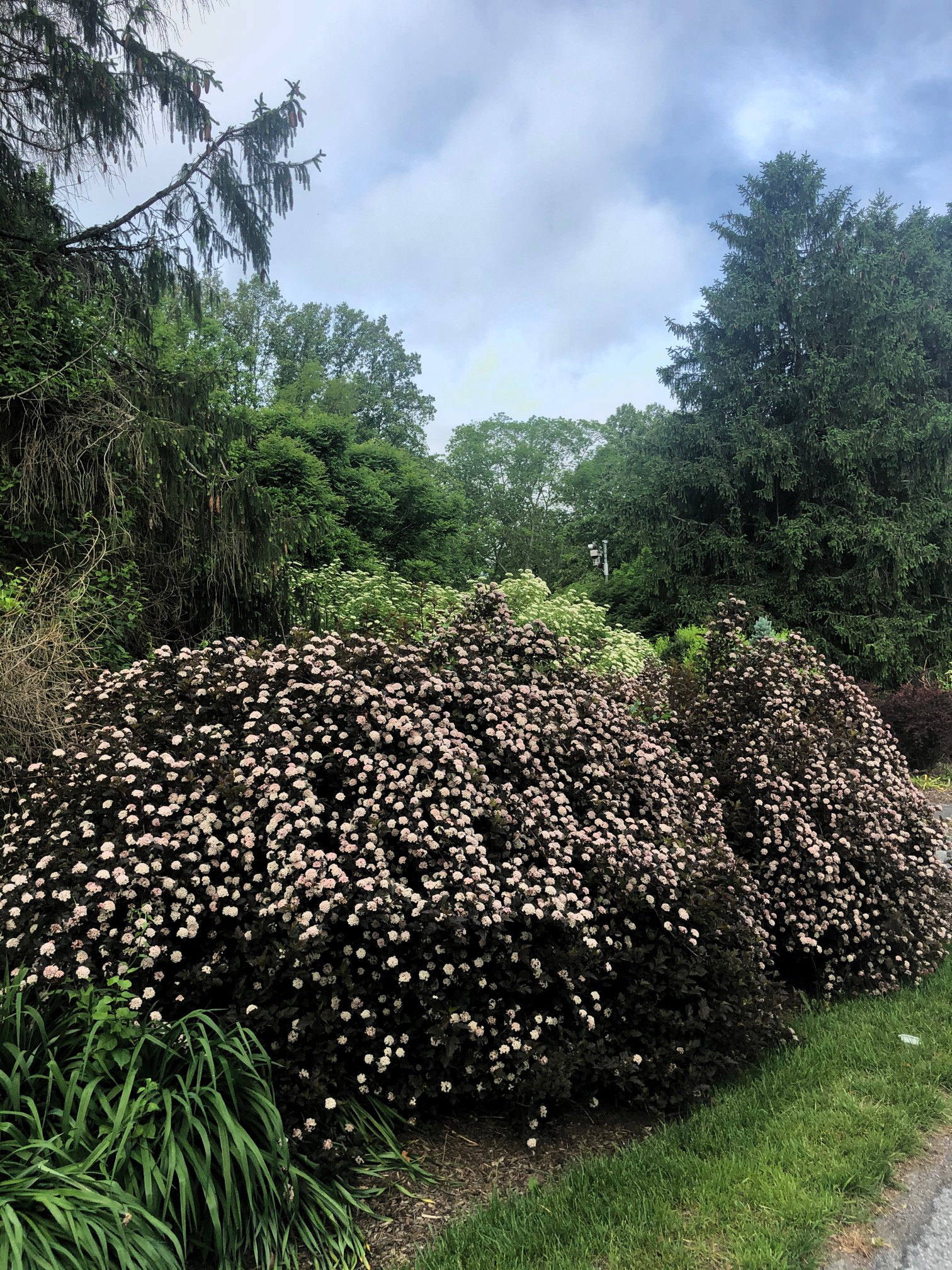 June 5, 2020 – Ninebark