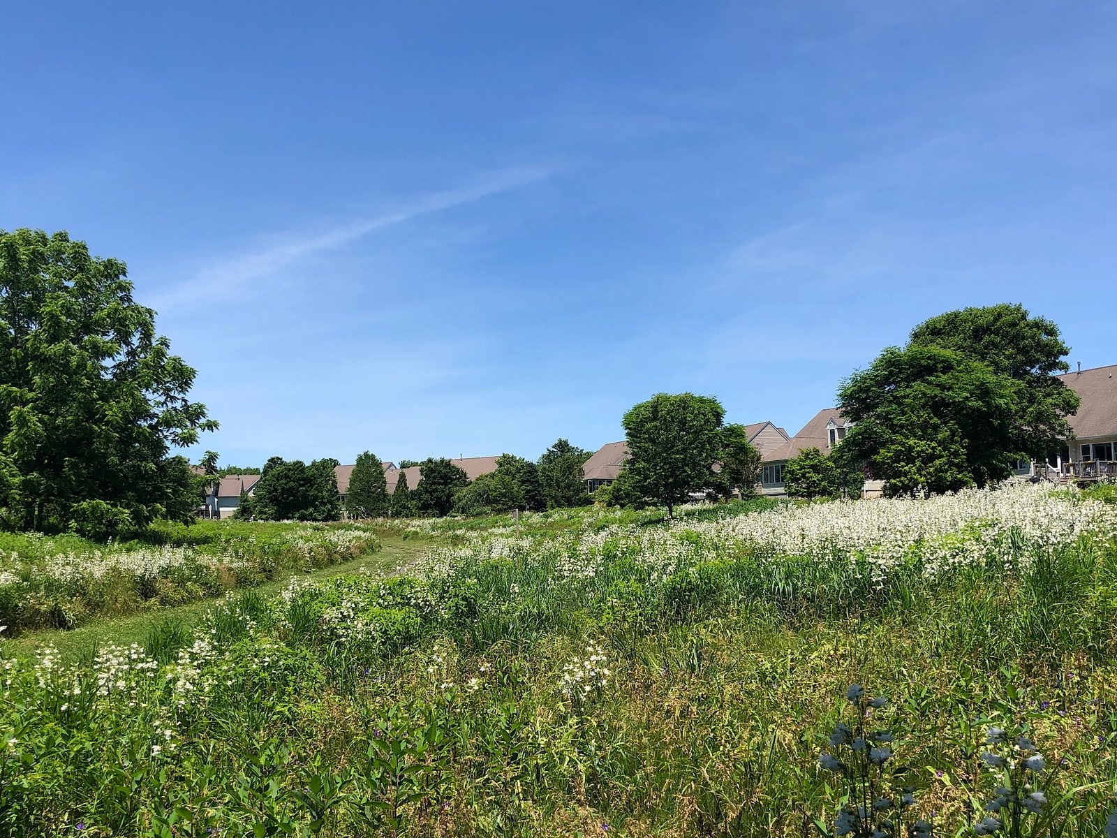 June 12, 2020 – Penstemon Meadow