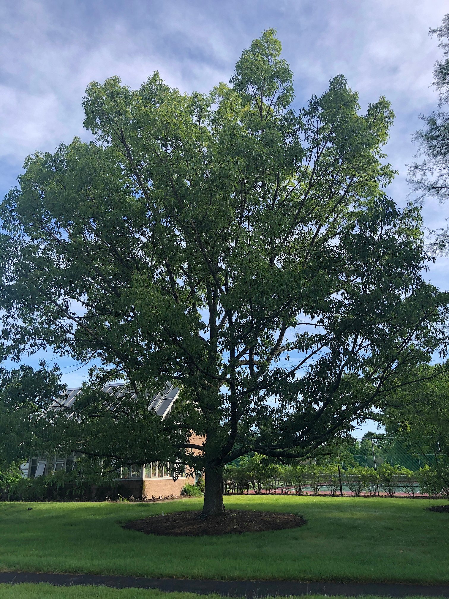 June 19, 2020 – Sawtooth Oak