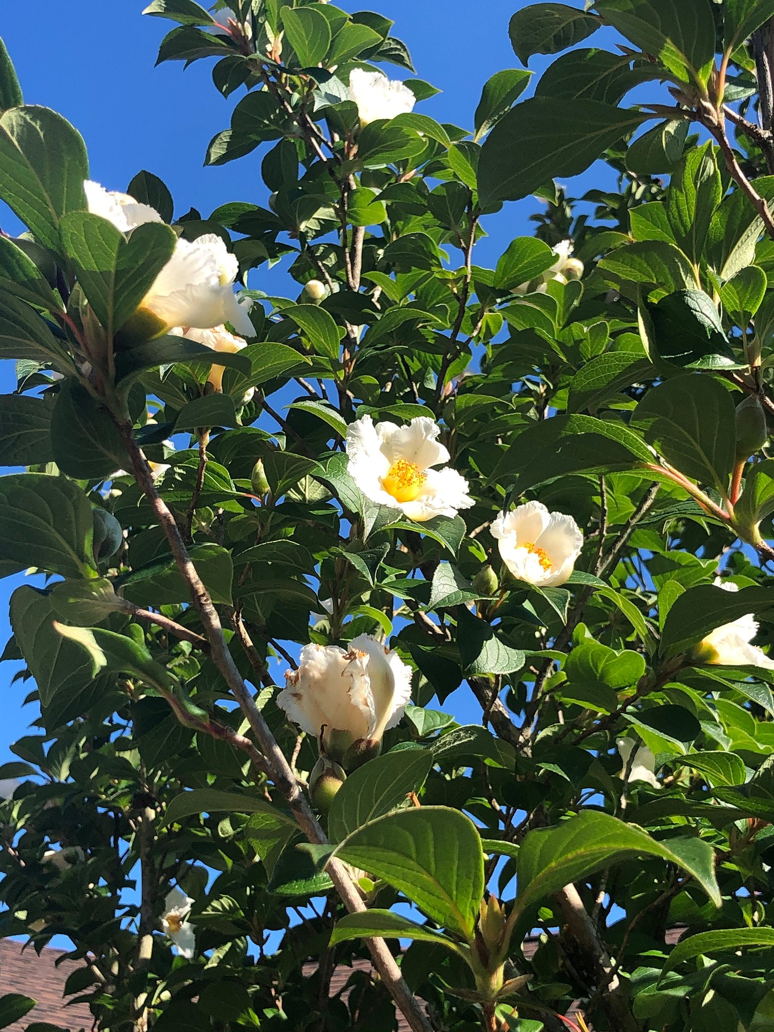 June 23, 2023 – Stewartia koreana
