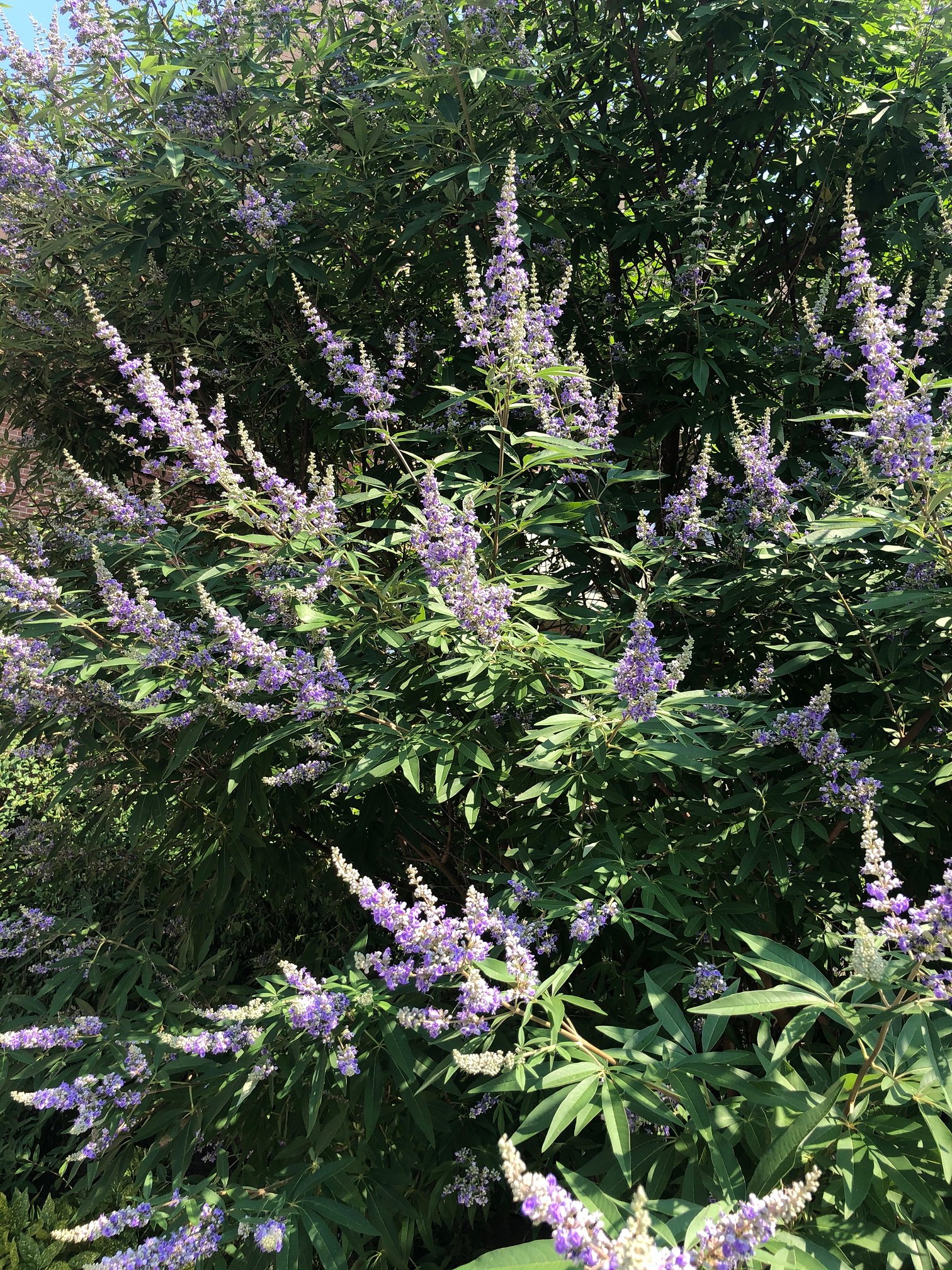 July 10, 2020 – Vitex