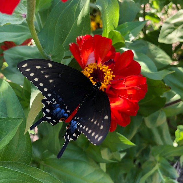 July 31, 2020 – The Farm
