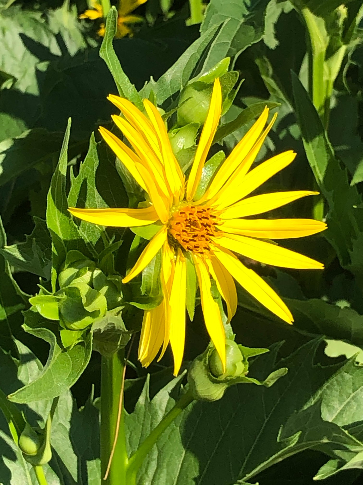 July 3, 2020 –  Silphium