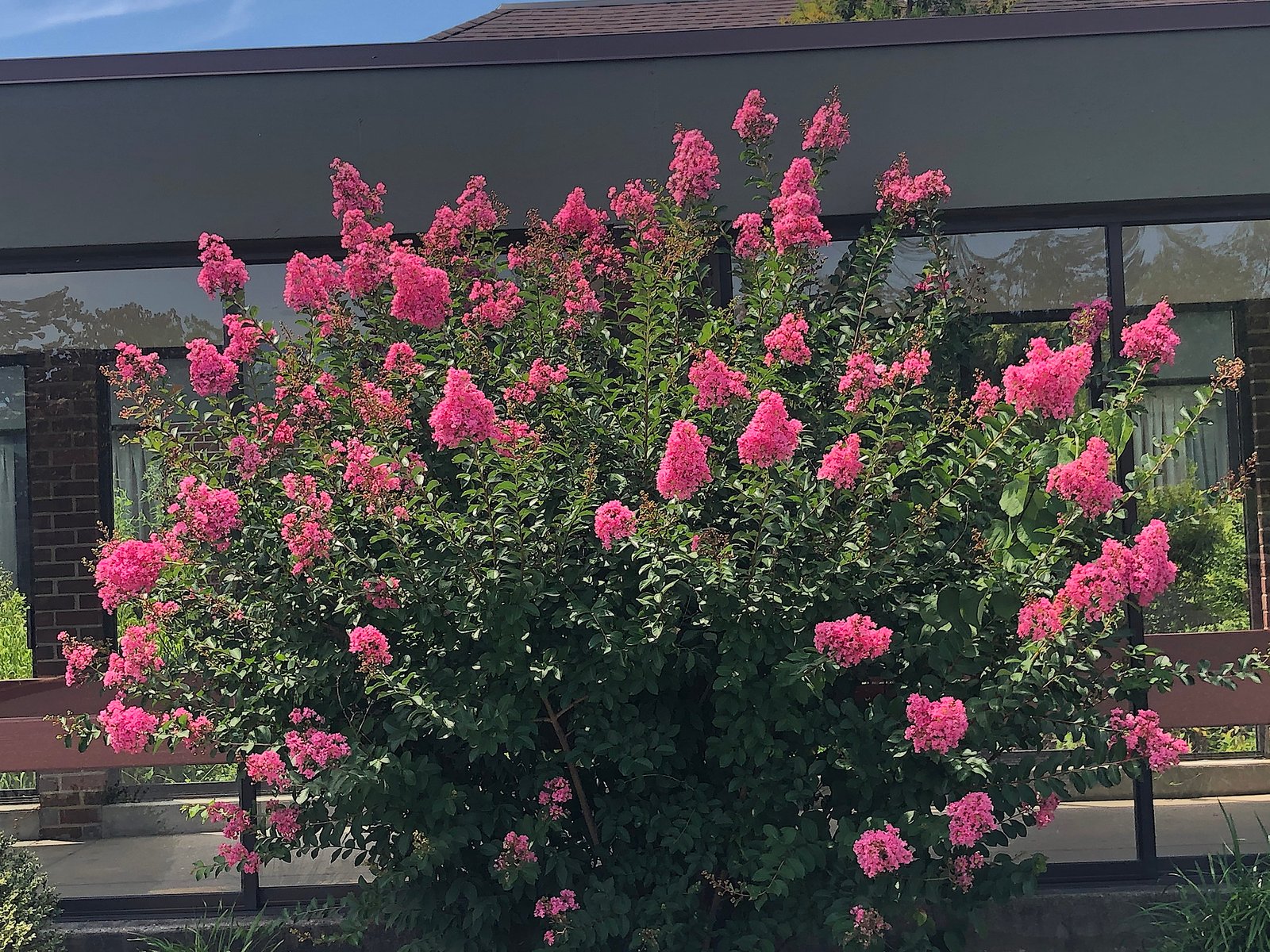 Aug 7, 2020 – Crape Myrtle