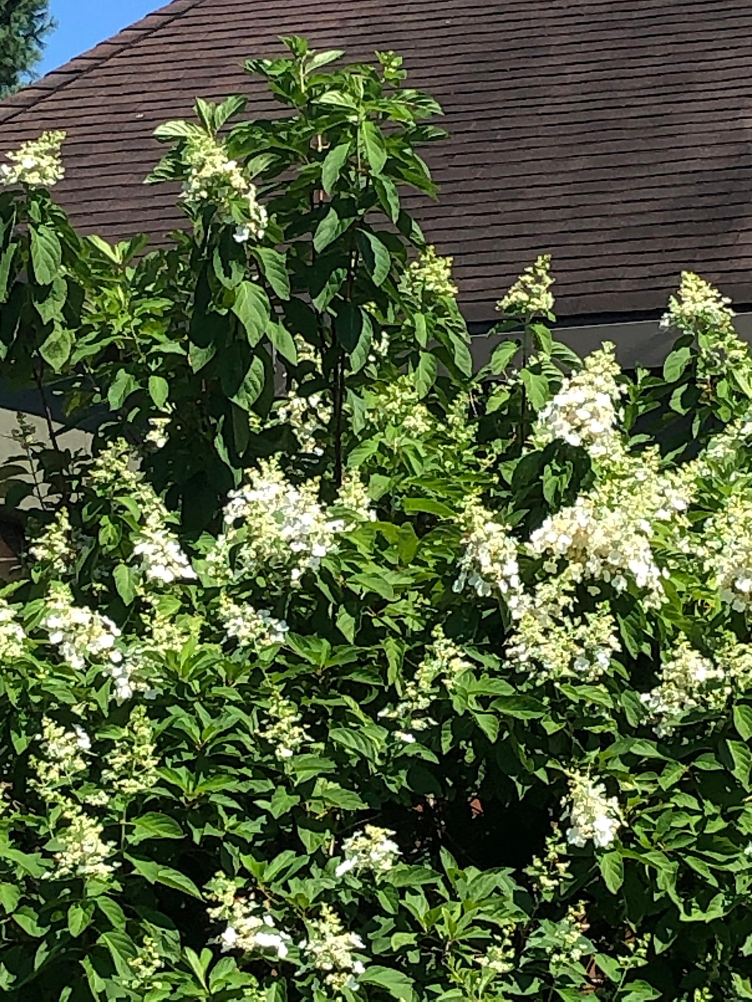 August 14, 2020 – Hydrangeas