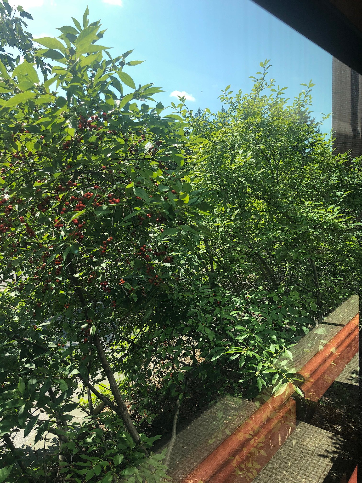 August 21, 2020 – Winterberry