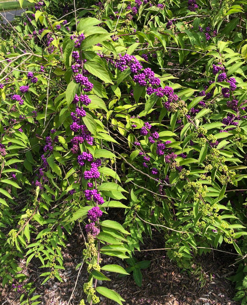 Beautyberry