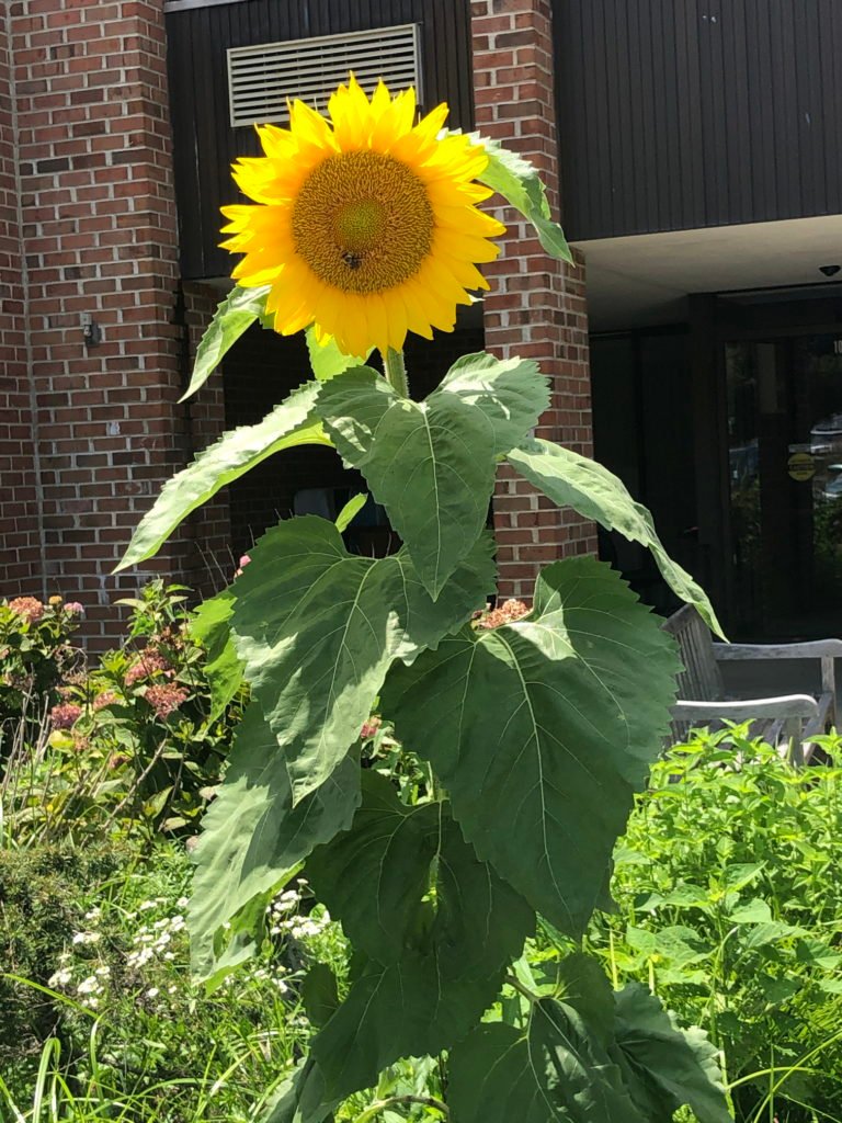 Giant sunflower