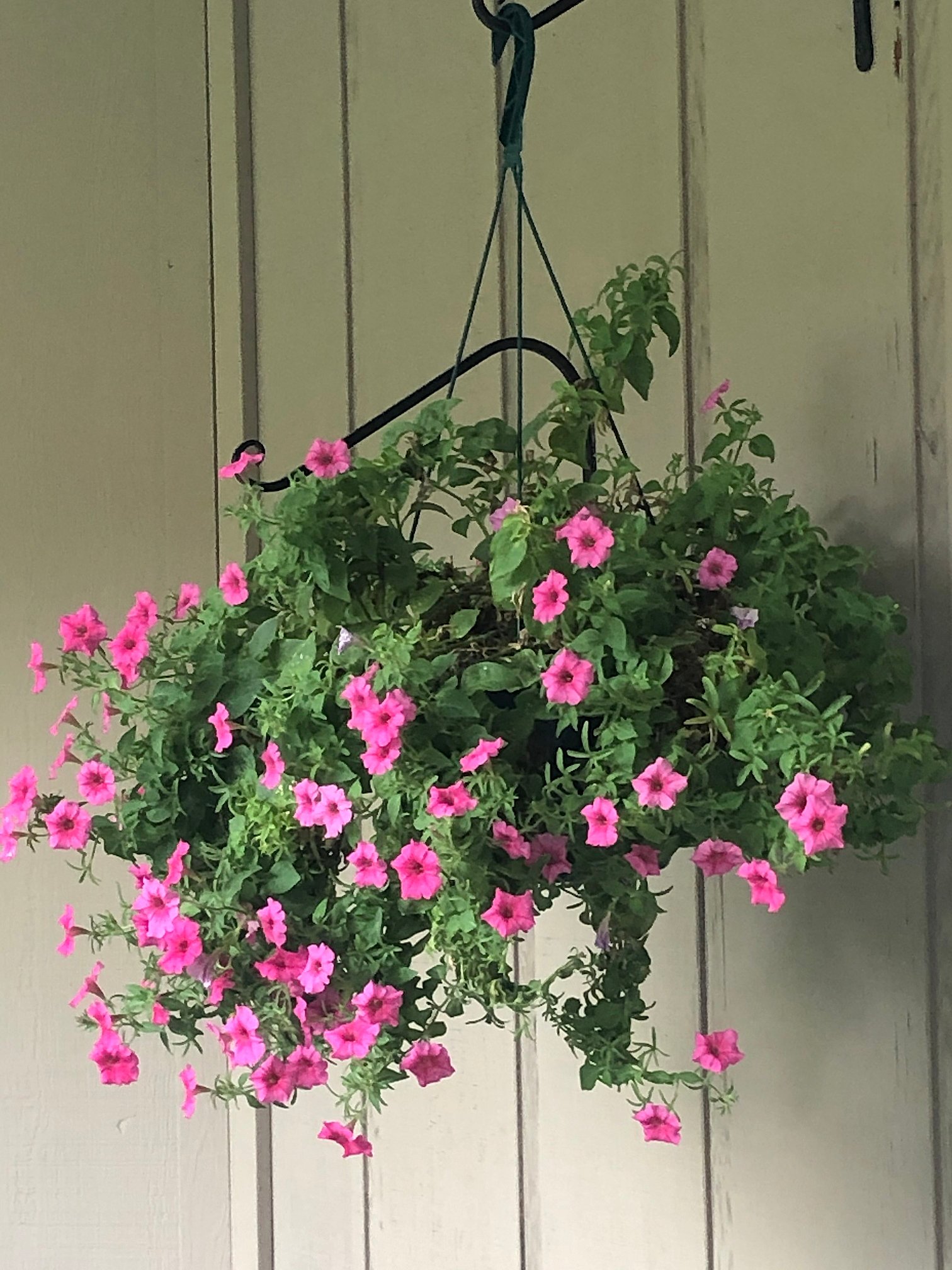 Sept. 4, 2020 – Flower Show