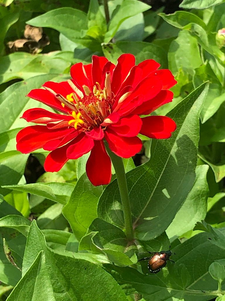 Red Zinnia