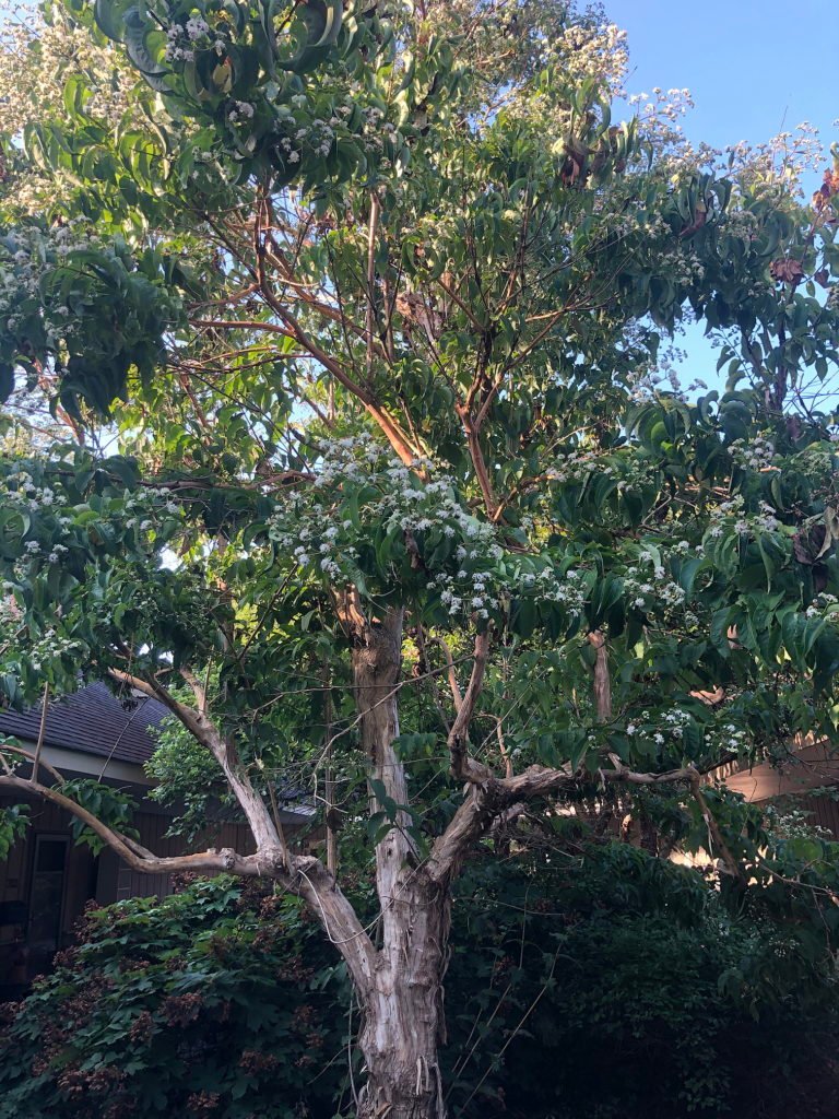 Sevensun Tree