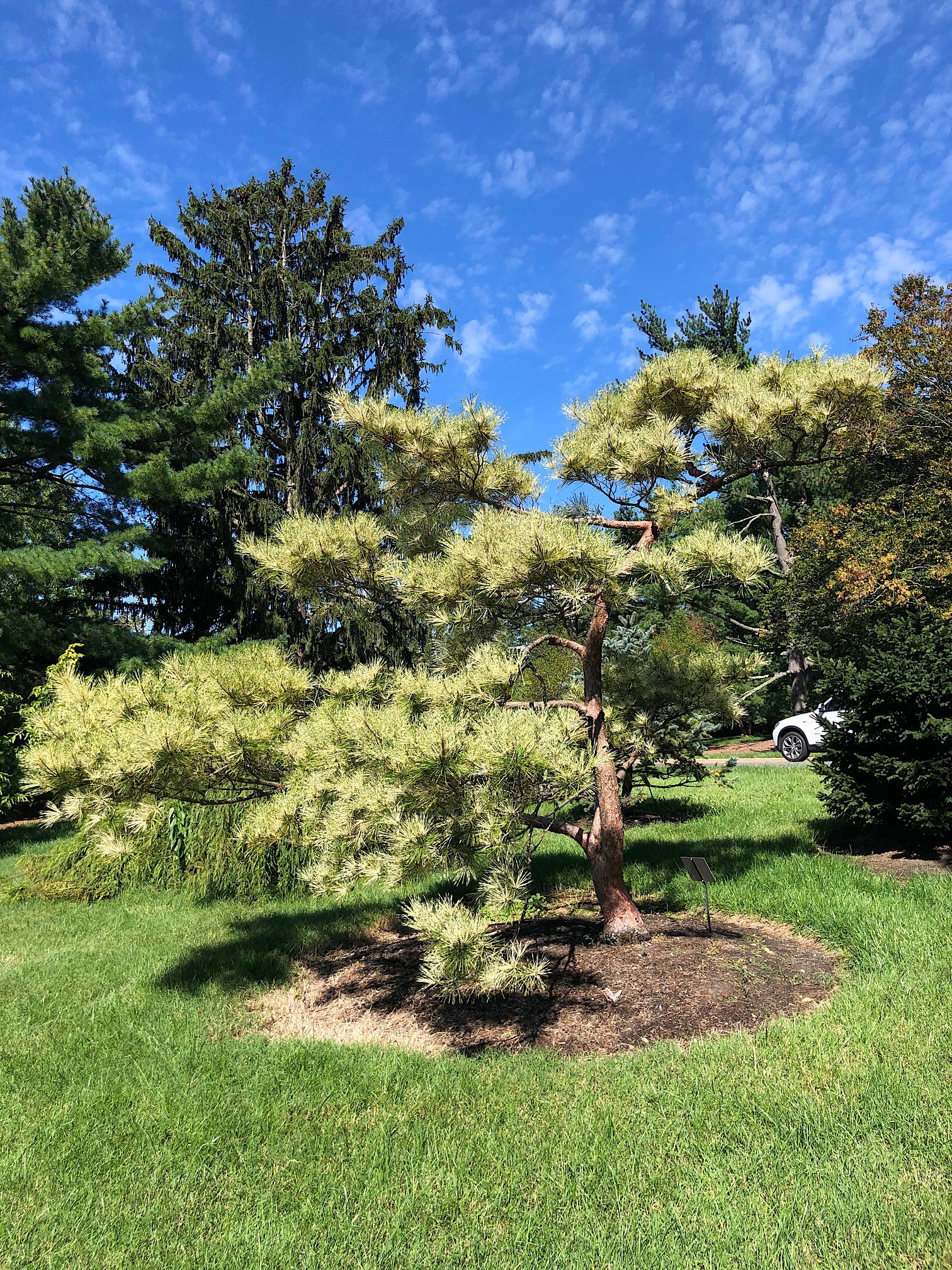 Sept. 25, 2020 – Dragon’s Eye Pine