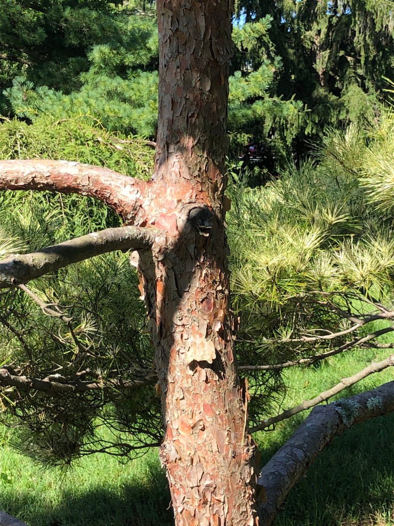 Dragon's Eye Pine