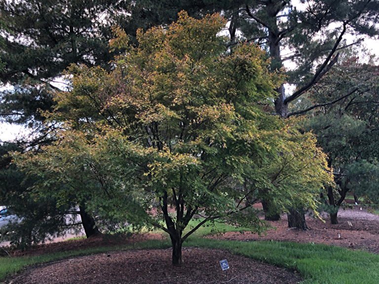 Japanese Maple