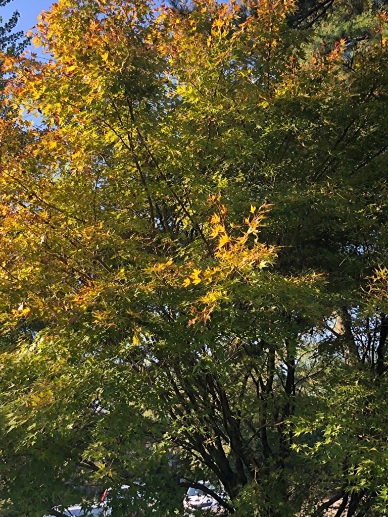 Japanese Maple