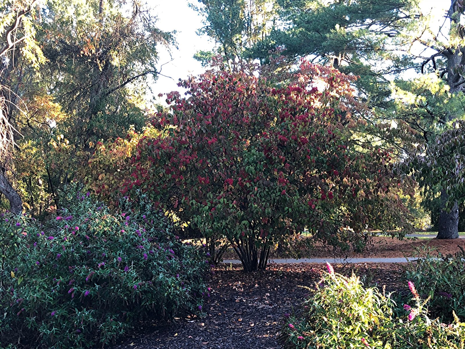 Lnden Viburnum