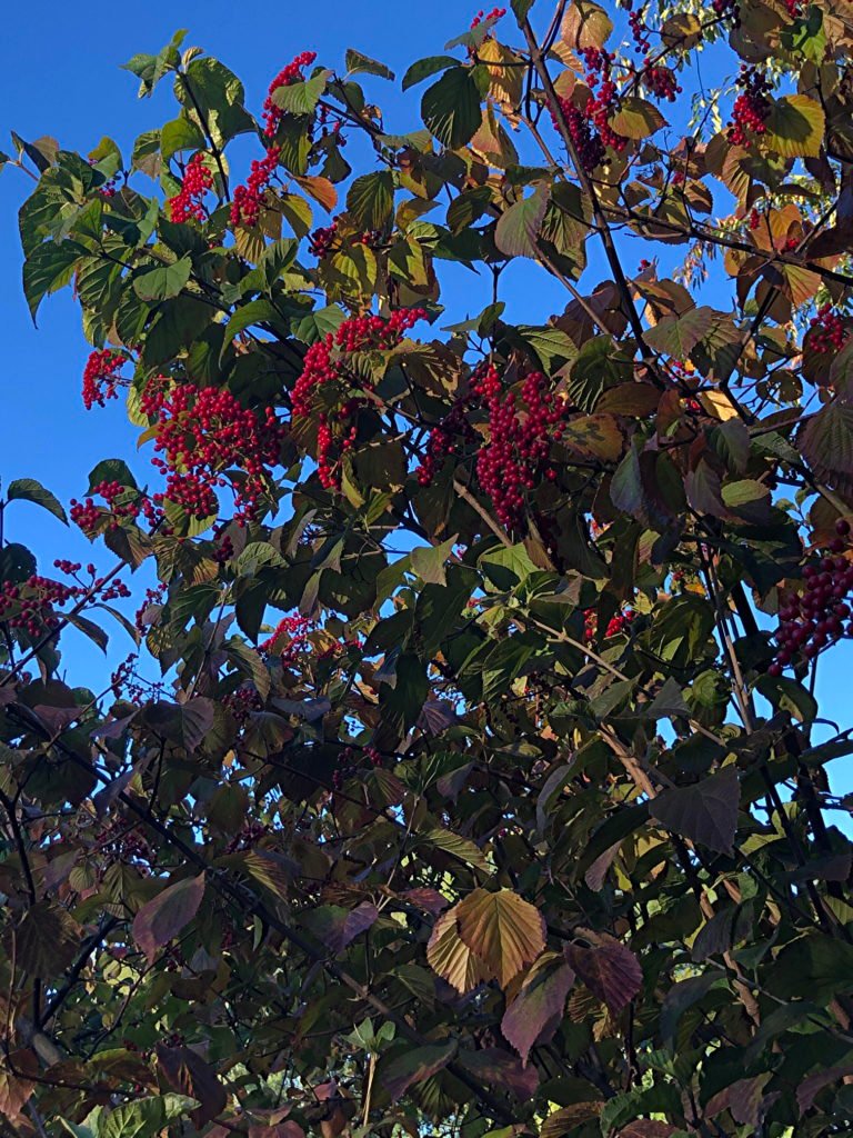 Lnden Viburnum