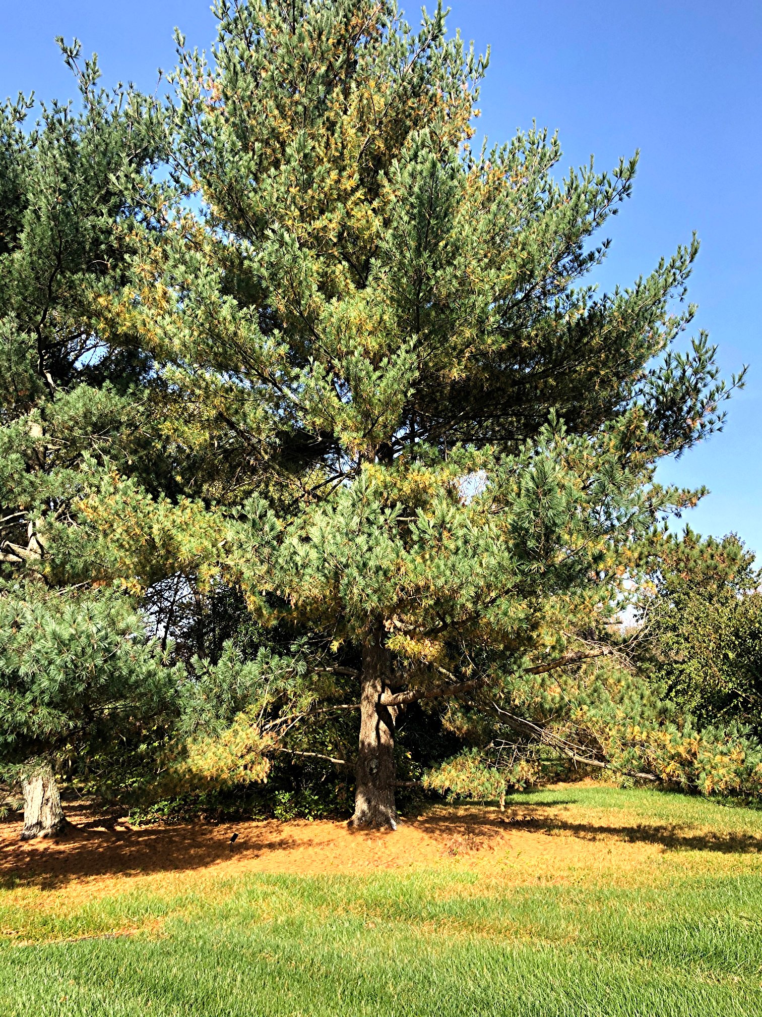 October 23, 2020 – Pine needle yellowing