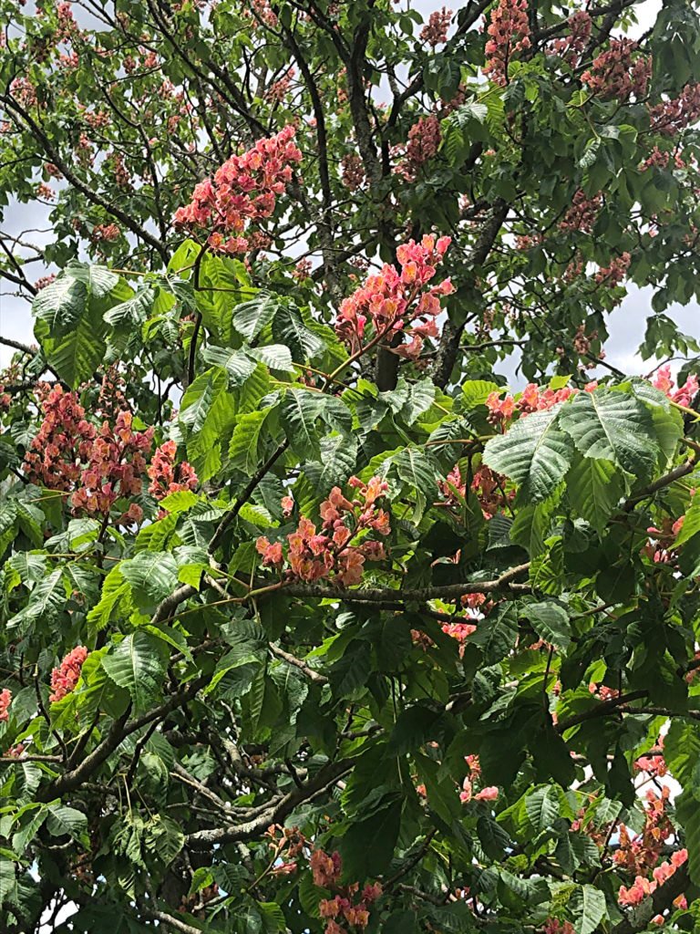 Pink Horsechestnut