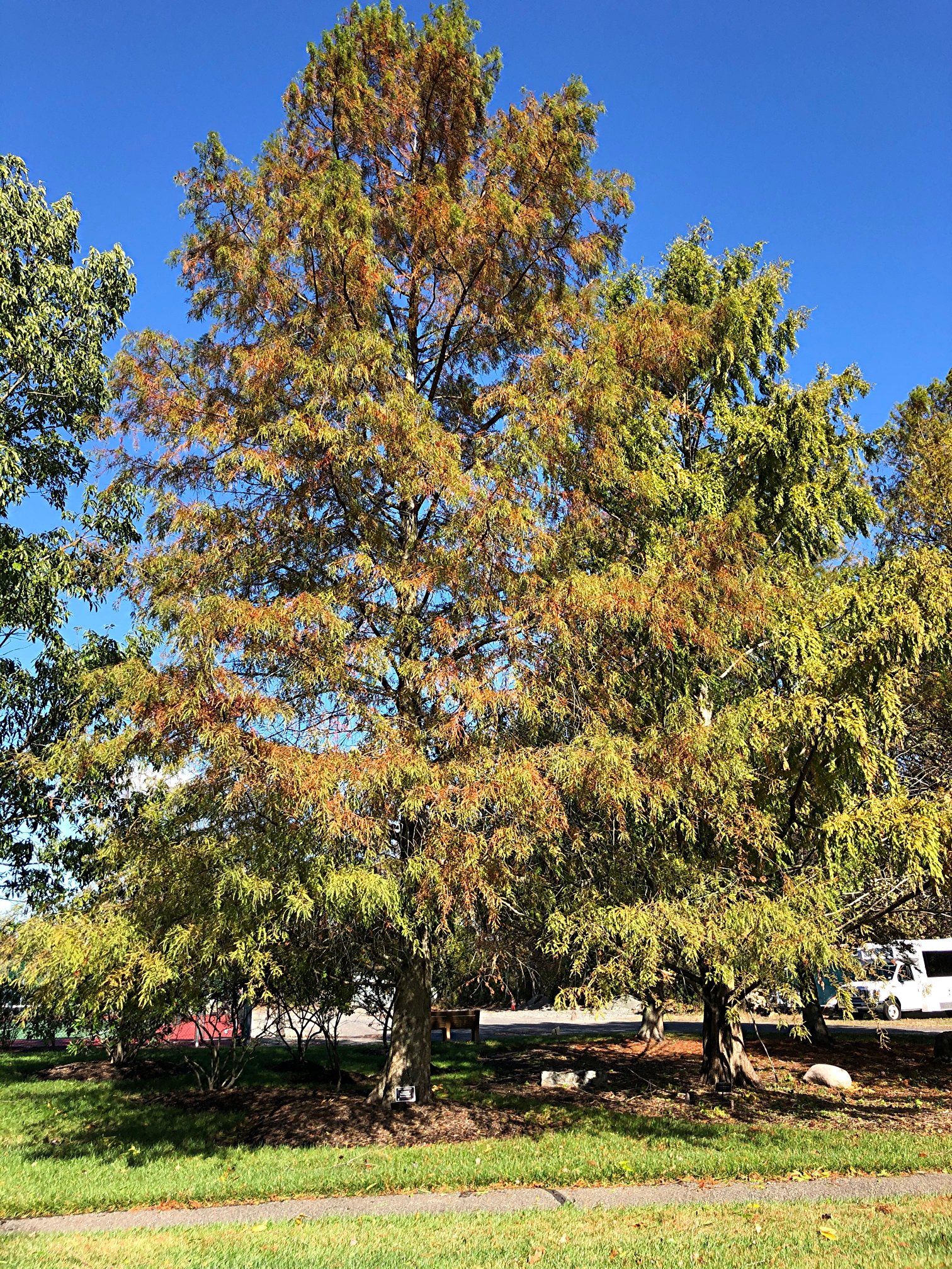 November 6, 2020 – Bald Cypress