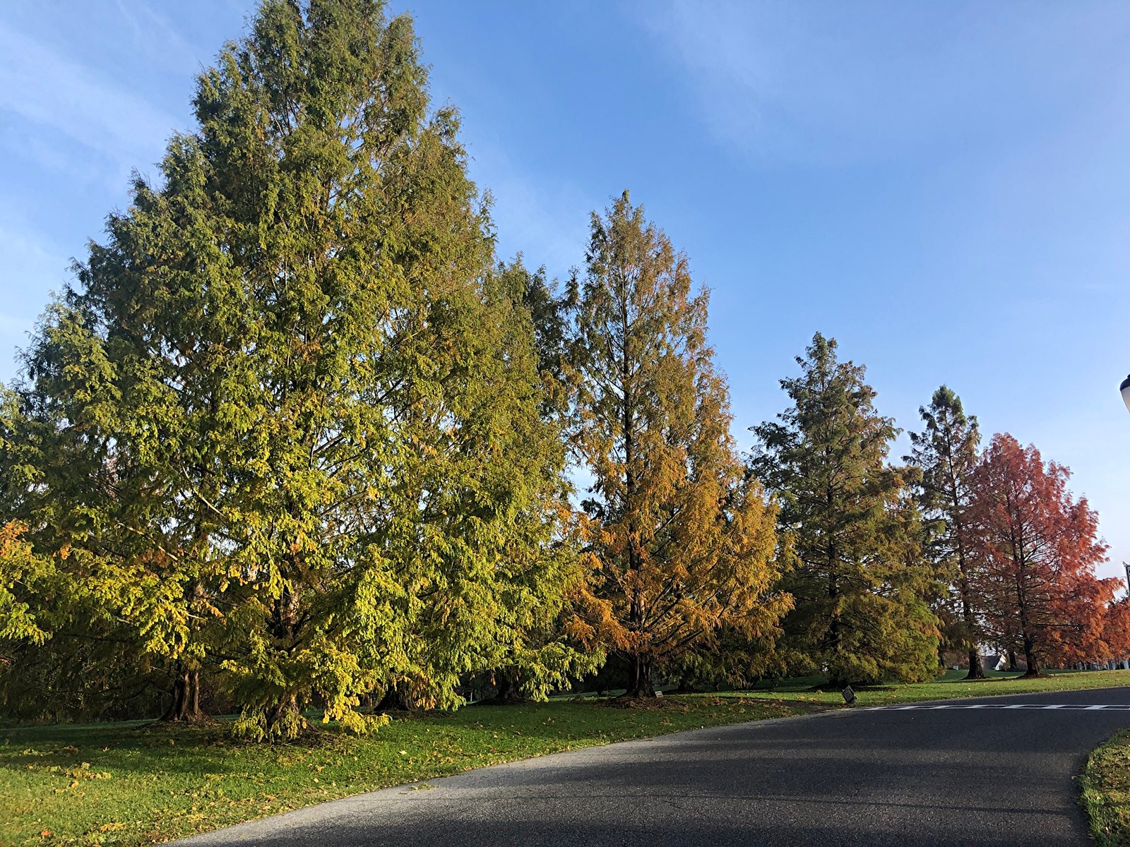 November 13, 2020 – Dawn Redwood