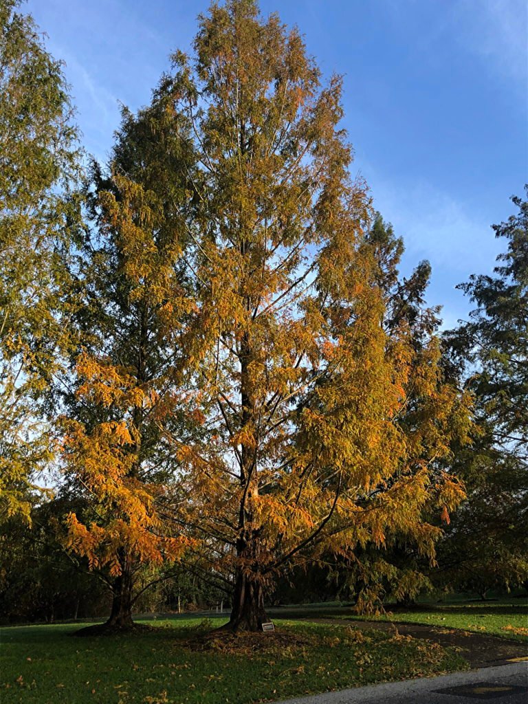 Dawn Redwood trees
