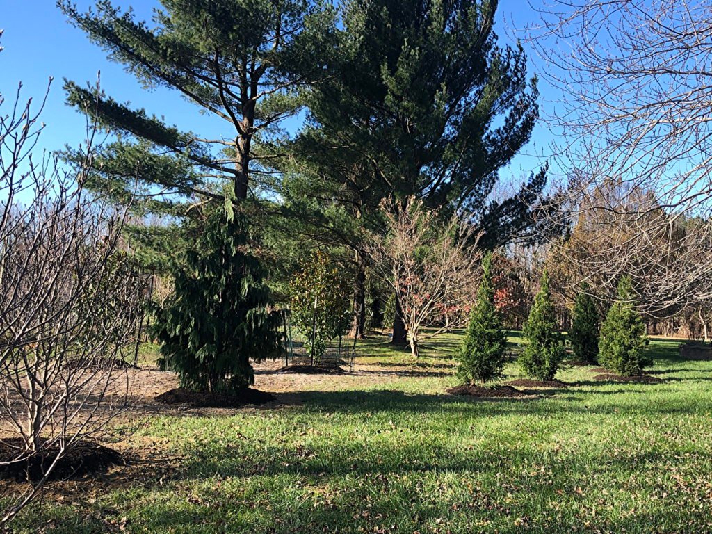 New plantings at Rushmore